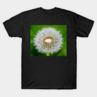 Dandelion T-Shirt